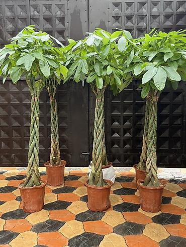 Декоративные крупномеры Pachira aquatica (пахира, «денежное дерево») в
