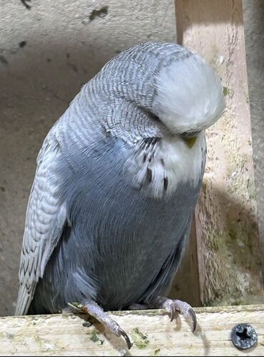 попугай ара цена: Nadir rəngdə ingilis (şou tipli) dalğalı papağan - Rəng mutasiyası