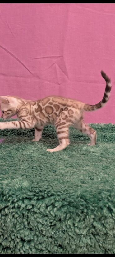 Продажа кошек: Бенгальская, 1 месяц, Девочка, Белый, Кастрирована, Приучена к лотку, Проглистована — 23