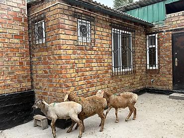 ягнята меринос: Продаю | Ягненок | Для разведения — 5