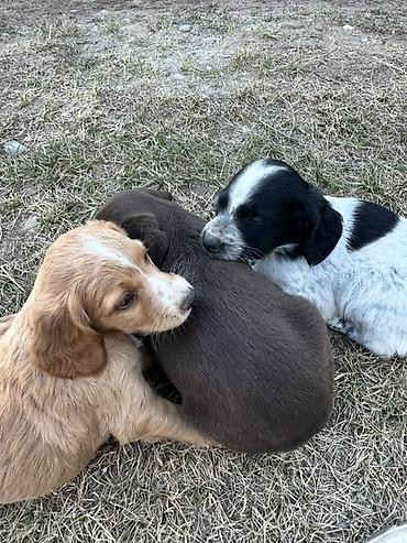 Иттер сатылат: Прививку не делали
Маленькие — 3
