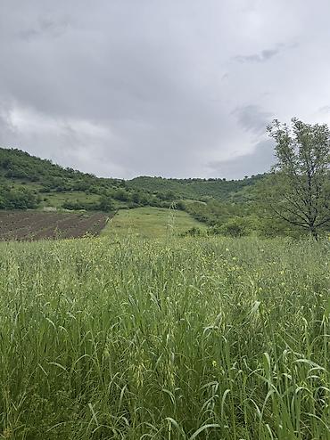 Torpaq sahələrinin satışı: 80 sot, Kənd təsərrüfatı, Mülkiyyətçi, Kupça (Çıxarış), Bələdiyyə — 13