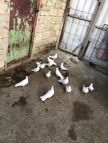 adana göyərçin: 12 tuk aglar 18 tuk aglar 3 denede boynu gullu qiymet hoptavoy 8