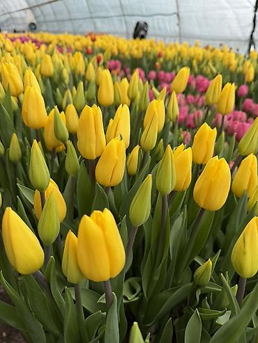Букеты из живых цветов: ‼️‼️‼️новый прайс на тюльпаны выше 300 штук по 70 сом Высота 50/60 см — 10