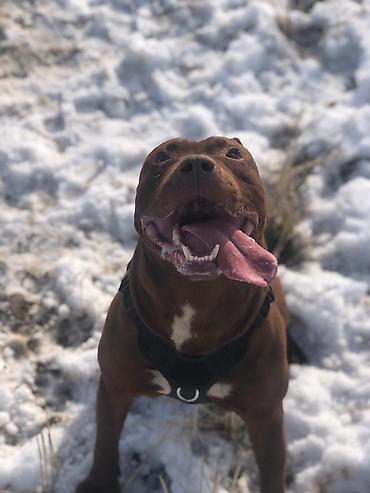 Вязка собак: Вязка: Американский булли, Самец, 1 год, С прививкой, С родословной — 9