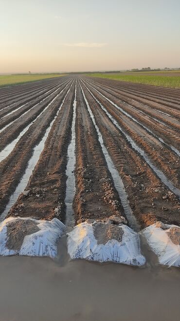 Овощи: Саженцы овощей: Морковь — 10