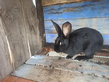 Кролики: Продаю | Кролик самец at lalafo.kg — 8 Кролики: Продаю | Кролик самец — 8