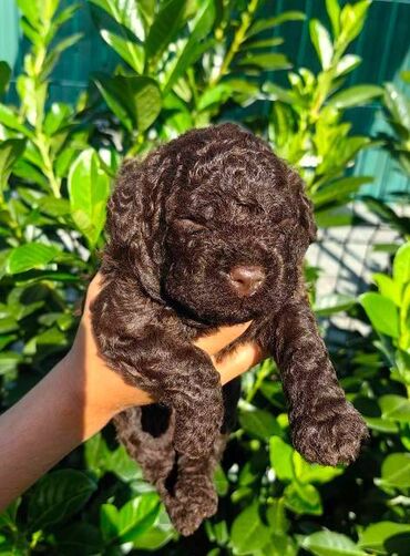 Psi: Lagotto Romagnolo štenci Odgajivačnica "Bellgotto" 7522 sa — 5