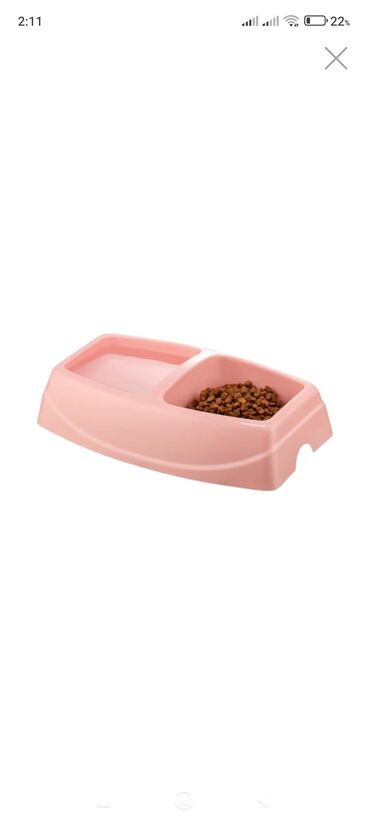 Pişiklər: Şotland, Dişi, Yaxşı əllərə, Pulsuz çatdırılma — 8