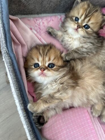 Pişiklər: Britan yastı qulaq, Erkək, Dişi — 13