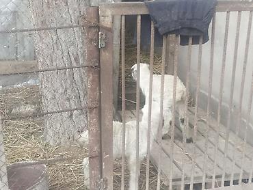 Qoyunlar, qoçlar: Qoyun və quzular - Cins: yerli ətlik/yunlu tip (şəkillərdə ana — 1