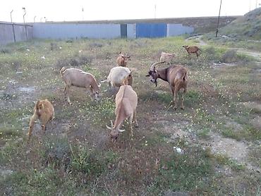 heleb kecileri: Sani Alpin qarışığı 6 keçi iki Çəpiş Satılır Ana keçilər gün ərzində 4 — 1