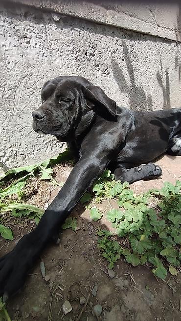 Продажа собак: Кане-корсо, 2 месяца, Самец, С прививкой — 12