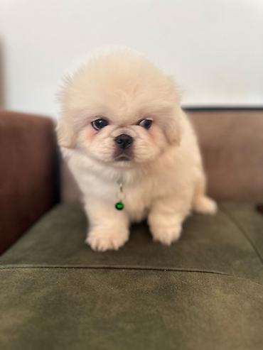İtlər: Pekines, 1 ay, Erkek — 6
