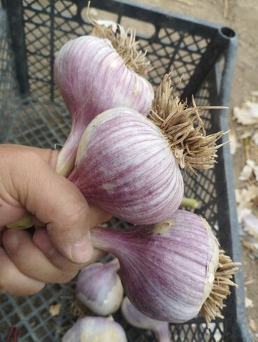 Чеснок: Чеснок Самовывоз — 10