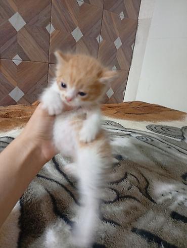 Срочно отдам милого котенка в добрые руки