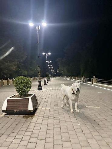 quba heyvan satisi: Alabay, 1 ay, Peyvəndli, Rayonlara çatdırılma — 1