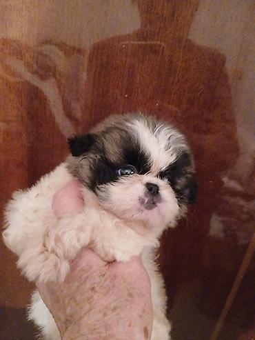 Продажа собак: Пекинес, 1 месяц, Самка — 18