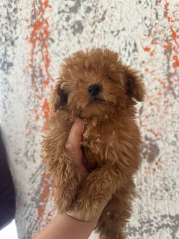 İtlər: Pudel, 2 ay, Erkek, Peyvəndli, Pulsuz çatdırılma — 21