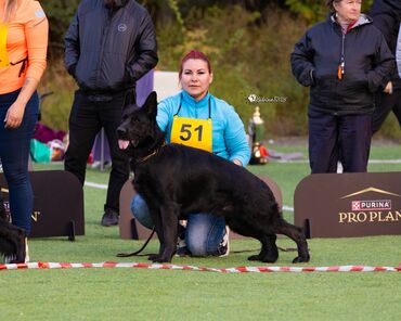 Вязка собак: Вязка: Немецкая овчарка, Самец, 2 года, С родословной — 7