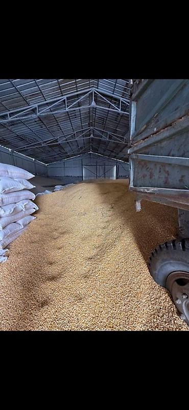 жожо оптом: Продаю кукуруза оптом — 1