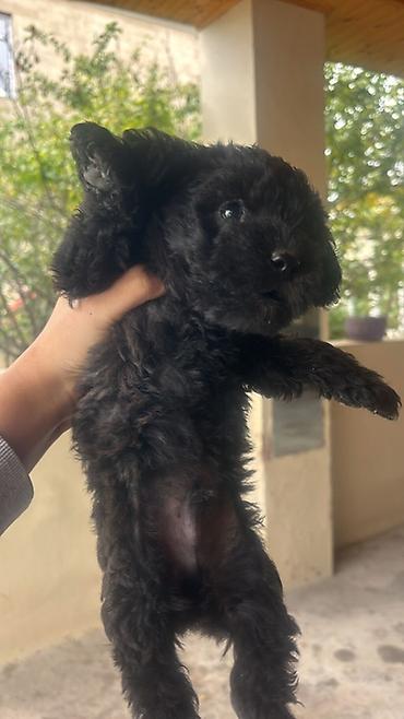 it cütləşməsi: Pudel, 1 ay, Erkək, Ünvandan götürmə, Pulsuz çatdırılma, Ödənişli çatdırılma — 1