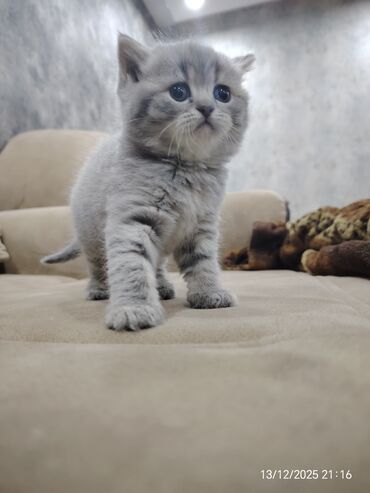 Pişiklər: Erkək, Dişi — 7