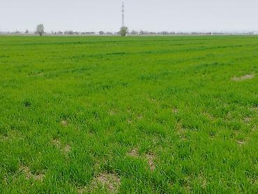 Продажа участков: 400 соток at lalafo.kg — 9 Продажа участков: 400 соток — 9