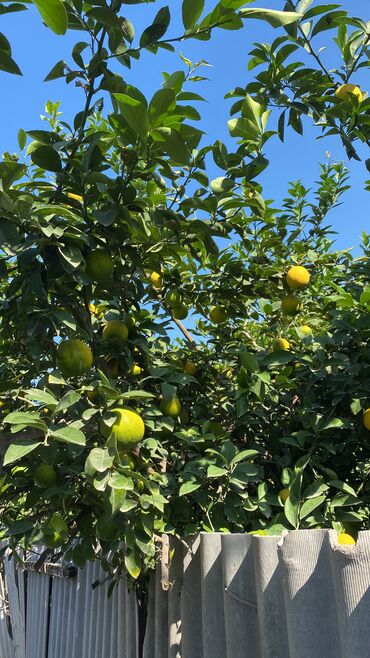 limon agacı: Salam Limon kim istəsə münasib qiymətə əlaqə saxlayar istəsə gedib