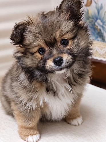 Продажа собак: Щенки-полупомеранцы ищут дом! 🐶❤️ Продаются очаровательные щенки! ❤️🐶 — 5