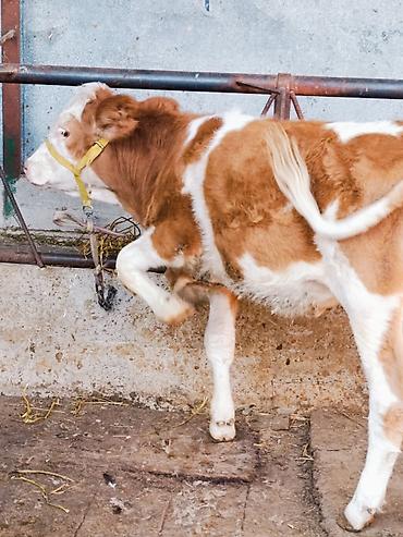 Продам с/х животных: Продаю | Корова (самка), Тёлка, Музоо, торпок | Монбельярд | Для разведения, Для молока | Племенные, Искусственник — 1