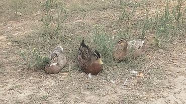 сколько стоит аквариум: Ördəklər.5manatdan 25manata kimi deysiir boyuna ayına gününe yaşına — 8