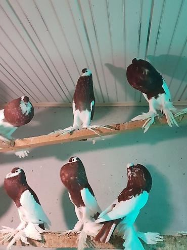 Pişiklər: Pişiklər -da lalafo.az — 22 Pişiklər: Pişiklər — 22