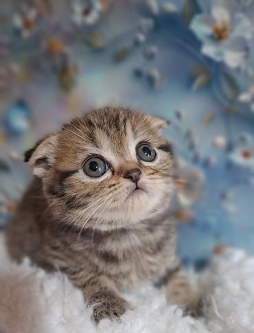 Продажа кошек: Скотиш Фолд (Шотландская вислоухая), 2 месяца, Девочка, Приучена к лотку, Проглистована — 10