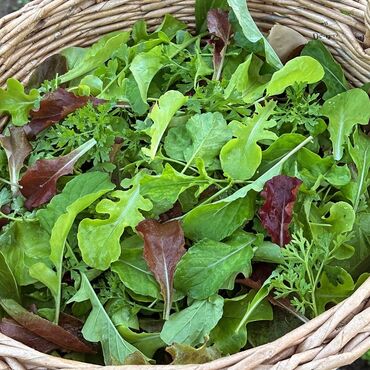 Здоровое питание: ВСЕГДА СВЕЖАЯ ЗЕЛЕНЬ 🥬 Боксы с микс зеленью в Бишкеке! 250 сом на