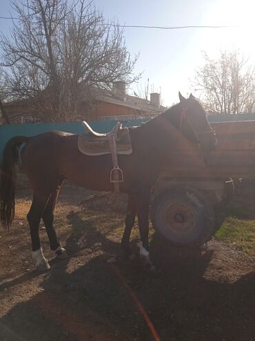 Лошади, кони: Продаю | Конь (самец) | Конный спорт — 3