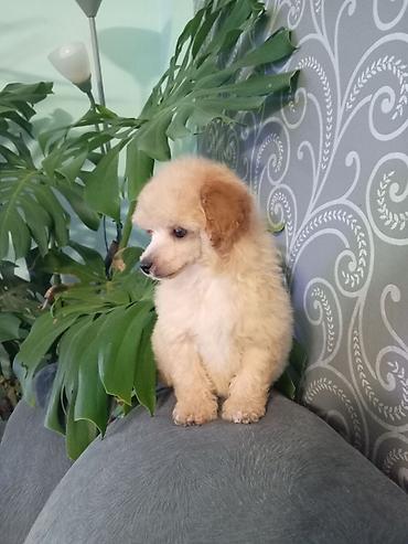 Psi: Patuljasta pudla muzjak 3meseca na lalafo.rs — 8 Psi: Patuljasta pudla muzjak 3meseca — 8