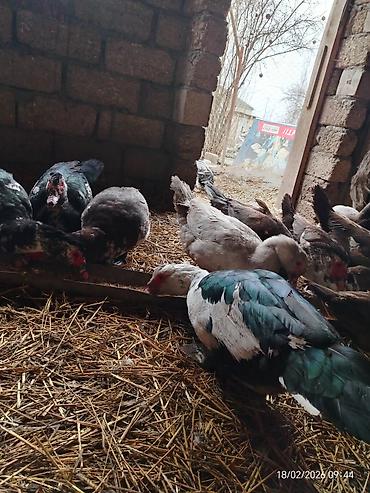 Ördəklər: Erkək, | Lal ördək, Damazlıq — 2