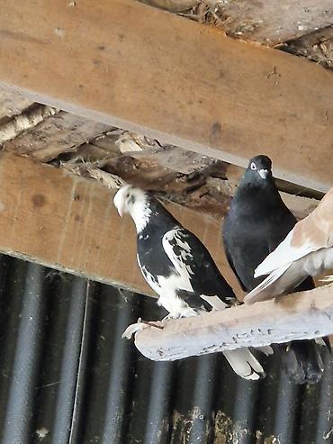 Другие с/х животные: Порода: СРОЧНО МОГУ ПРОДАТЬ ОПТОМ ЦЕНОЙ НЕ ОБИДЕМ декоративные голуби — 3