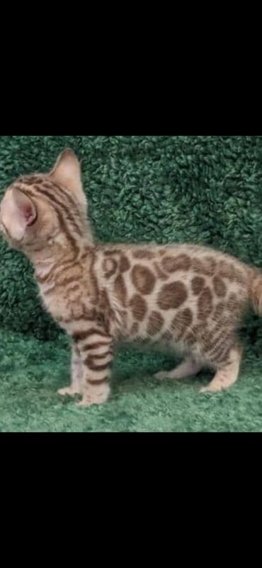 Продажа кошек: Друзья. !!!.в питомнике Бен Гла Мур. долгожданные новые детки — 3