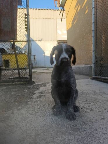 Собаки: Продается щенок пароды дратхаар 2 месяца