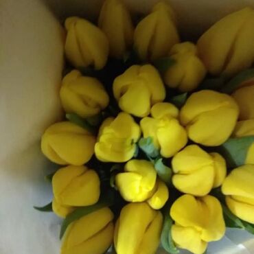 где купить луковицы тюльпанов: Организация мероприятий | Букеты, флористика