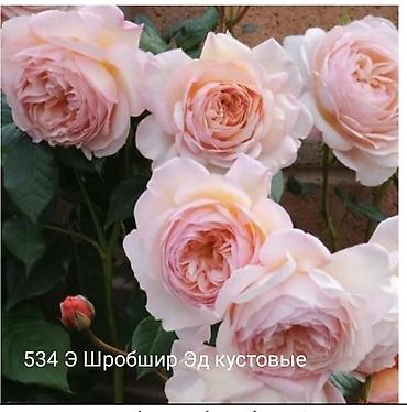 Rose saplings: Кустовые розы — сорта: - Э Шропшир Эд (№534): густомахровые — 1