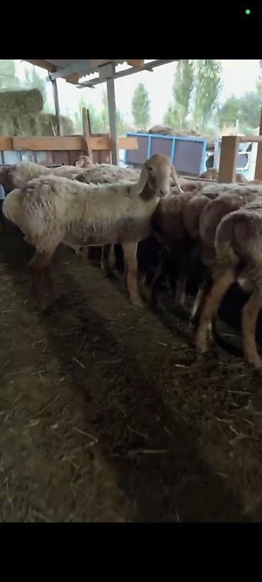 кошка с разными глазами: Продаю | Баран (самец) | Для разведения — 3