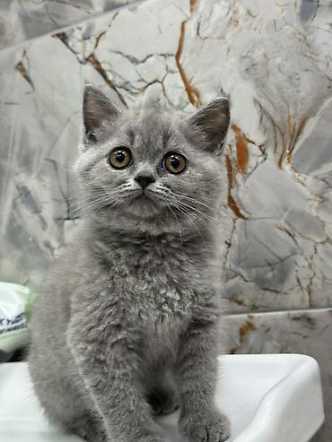 Кошки: Британская, Самка, Платная доставка, Самовывоз — 2