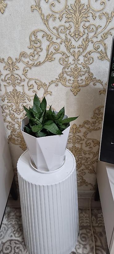 хавортия: Сансевиерия хавортиевидная (Sansevieria hahnii), также известна как — 2