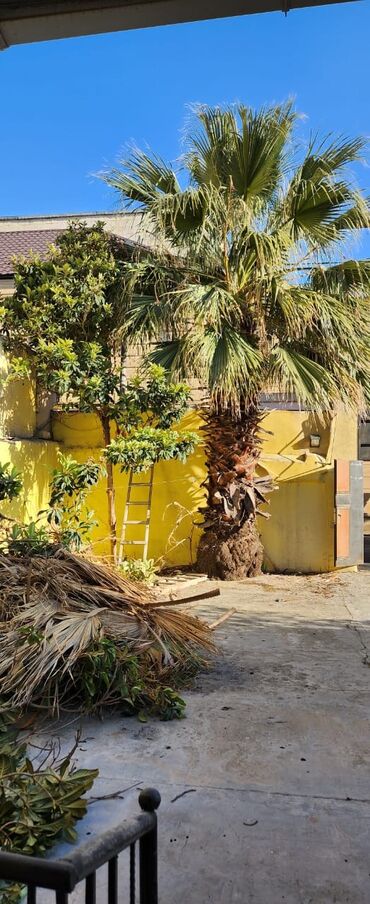 Digər bitkilər: Palma agacı boyu hundurdu sekilde görsenir 10 metrdi