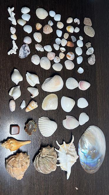 Аквариумы: Ракушки натуральные натуральные камни стеклянные шарики для — 12