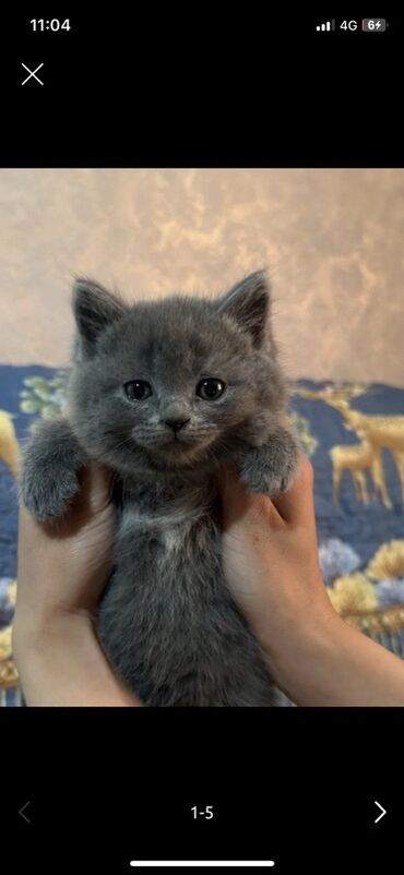 бархатные котята: 2 месяца, Мальчик, Серый, Приучена к лотку, С прививками
