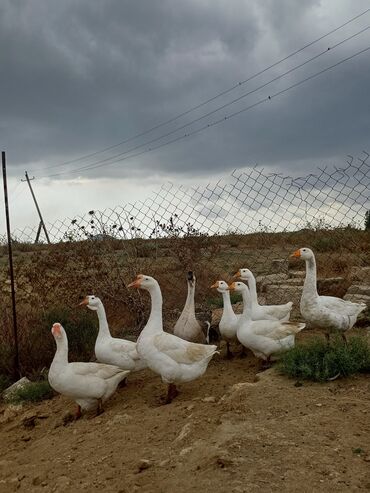 Qazlar: Erkək, Ətlik, Ünvandan götürmə — 3